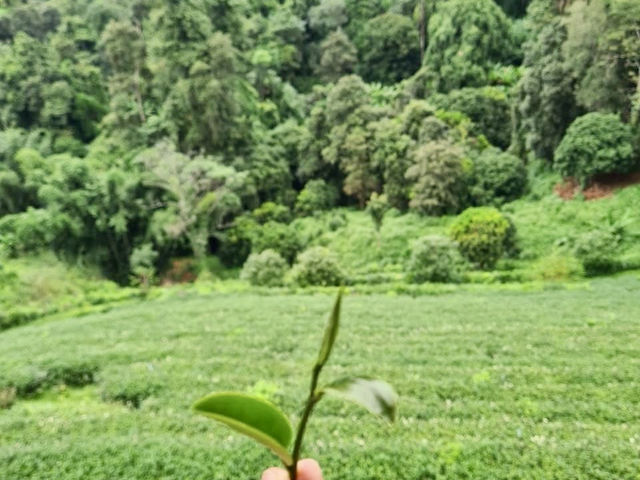 ไร่ชาลุงเดช เชียงใหม่ 🍵🌿🍃