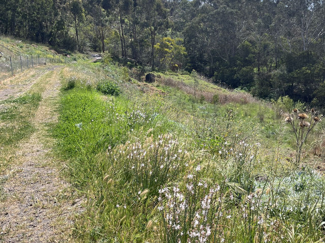 野花樹影下的寫意時光 brimbank park with golden flowers on the ground 