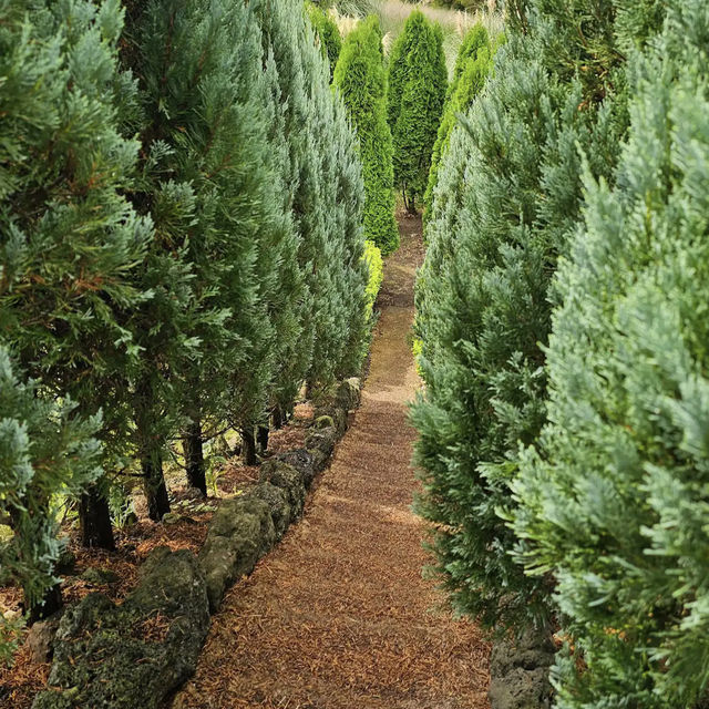 Jeju herb garden