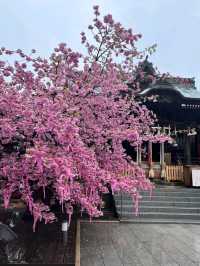 SAKURA JINGU.