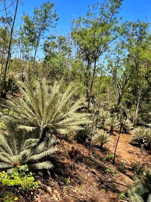 🌿💦 Litchfield National Park – Australia’s Tropical Wonderland 🌿💦 Litchfield National Park – Australia’s Tropical Wonderland
