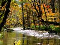 青森小眾秘境！奧入瀨溪流14公裡絕美徒步攻略🚶‍♀