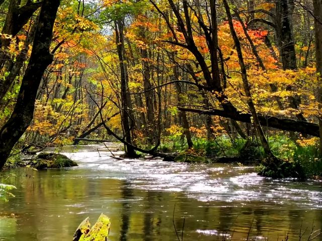 青森小眾秘境！奧入瀨溪流14公裡絕美徒步攻略🚶‍♀