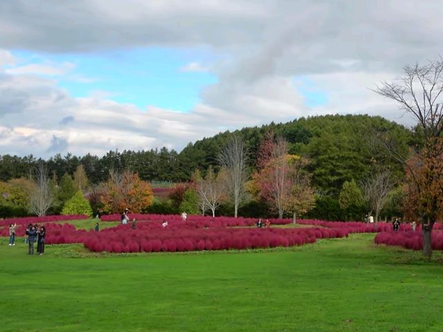 北海道秘境✨由仁花園3.2萬株地膚草鋪成秋日絨毯