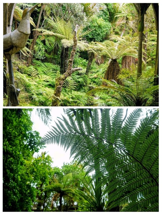 ニュージーランドのシンボルを探して