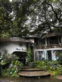 Rainforest Escape🌴