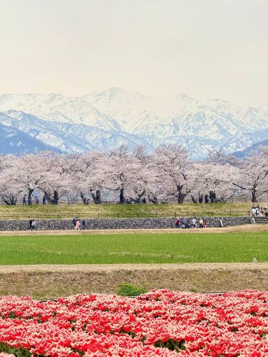 2026 Recommended Cherry blossom viewing in Asahi (Updated June