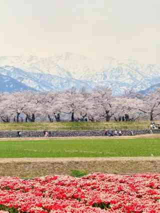 2026 Recommended Cherry blossom viewing in Asahi (Updated June