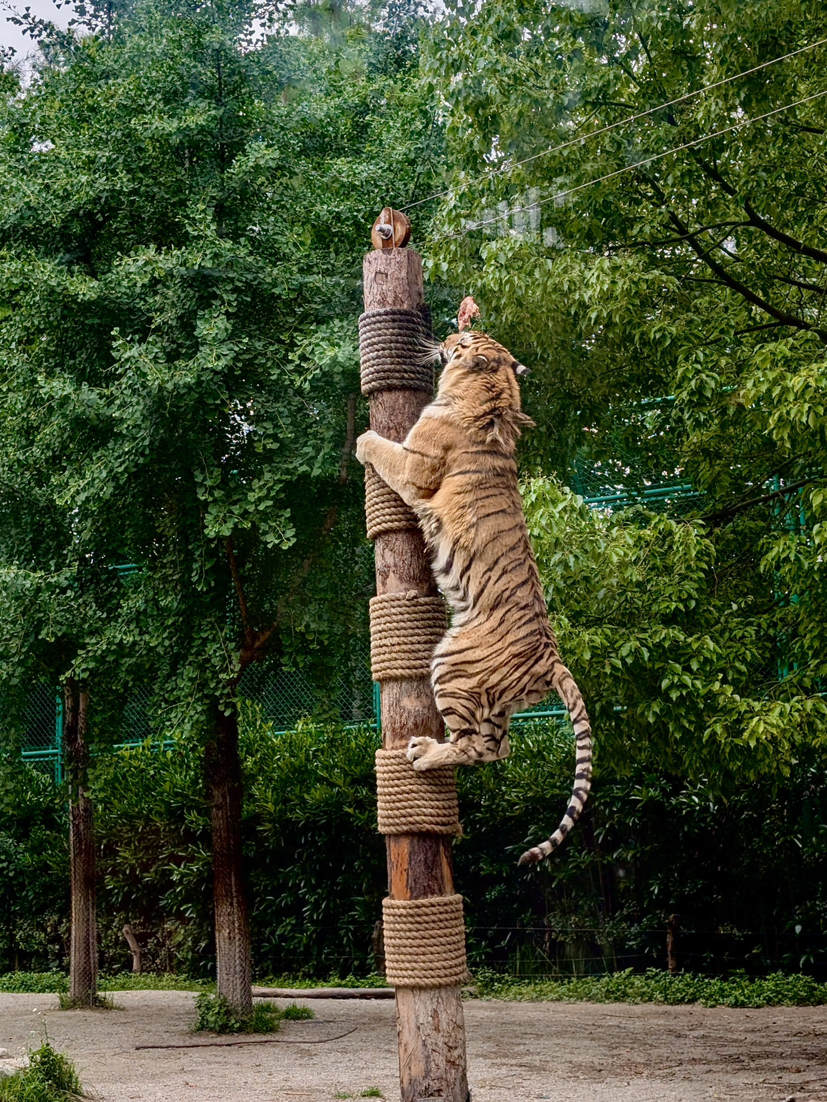 We visited the coolest safari park in the world! That’s our personal take, but it seriously deserves the title 🤩

📍Shanghai Wild Animal Park

Here are our top tips so you don't miss out on a thing 👇🏻

1. Carve out plenty of time

We spent about 5 hours breezing through all the zones (the park is absolutely MASSIVE). The earlier you get there, the more time you'll have to explore.

Keep in mind that most of the animal enclosures close by 4:30 PM. You can wander around the park until closing time, but you won't be able to catch the feeding sessions or see certain animals up close. Plus, the animals tend to be way less active in the evening anyway.

2. Hit the safari zone first

The Shanghai Wild Animal Park has two safari zones: a boat ride on the water and a classic bus tour (on the map, it's the giant purple area on the west side — the yellow and pink trails).

This is the biggest and most mind-blowing part of the park. We breezed through it, but lines can definitely pile up during peak hours, so it’s best to knock this out right away.

3. Grab a bite at the Tiger Restaurant

Having lunch surrounded by predators is an experience in itself—don't skip it! The Tiger Restaurant is inside a large circular building smack in the middle of the map. Instead of regular walls, it features floor-to-ceiling panoramic windows where you can watch real tigers roaming around outside. The food is just standard fast food, but it's actually pretty good!

4. Stroll and soak in the vibes until closing

After wrapping up the safari and lunch, we recommend checking out the zones in this order: pink → red → green → orange → yellow.

The pink and red zones have the most interactive animal encounters (just remember you need to get there before 4:00 PM – 4:30 PM). The rest of your time until closing is perfect for a laid-back stroll down the leafy green walkways once the main crowds die down.

✅ Save this post for your trip! We’ve added the park map on the last slide.

   