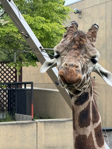 Asahiyama Zoo in Hokkaido: A Miraculous Animal Paradise Revived
