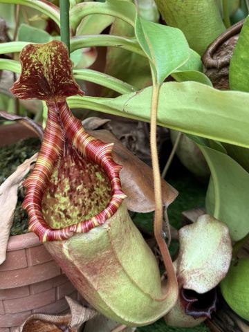 伊豆シャボテン動物公園の多肉植物コレクション：富士の麓に広がる