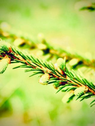 Australia WA Walpole Nornalup Giant Tingle Mossy Forest Driveeasytravelpost #WalpoleNornalup #Giant