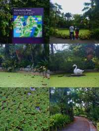 Singapore City Break: Finding a Peaceful Escape at Victoria Lily Pond