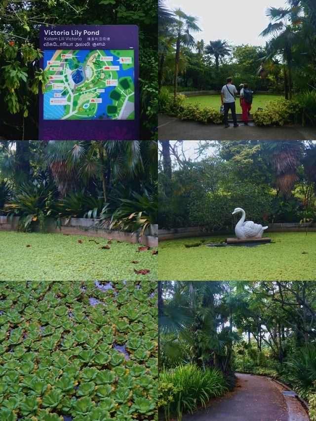 Singapore City Break: Finding a Peaceful Escape at Victoria Lily Pond