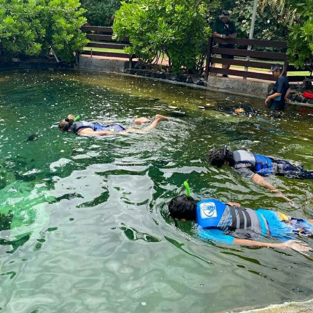 和魚類一起浮潛