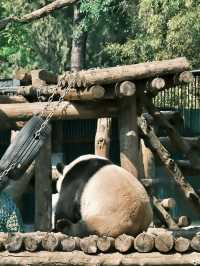 與自然的溫柔邂逅——北京動物園漫遊記