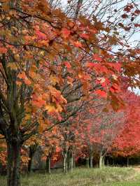 紐西蘭Rotorua 市政公園賞紅葉🍁