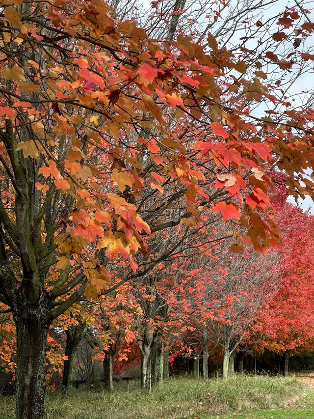 紐西蘭Rotorua 市政公園賞紅葉🍁