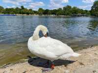 Hyde Park: London's Verdant Heart 🌳🚣‍♂️ 