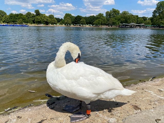 Hyde Park: London's Verdant Heart 🌳🚣‍♂️ 