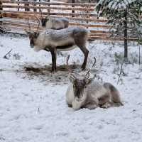 The Lapland experience for adults