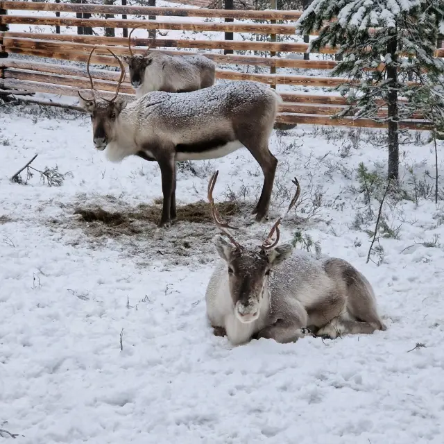ประสบการณ์ในแลปแลนด์สำหรับผู้ใหญ่