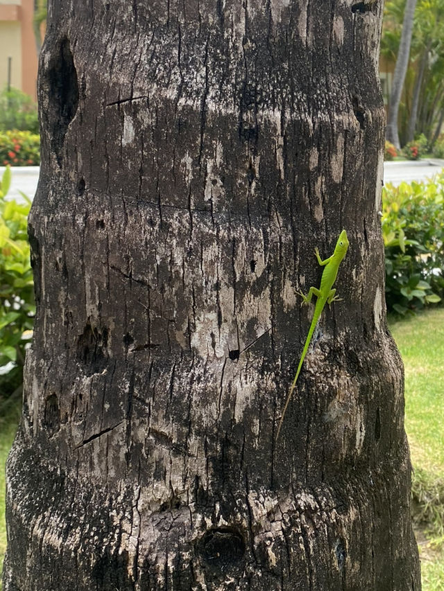 Punta Cana scenes