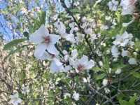 Pretty Spring Petals
