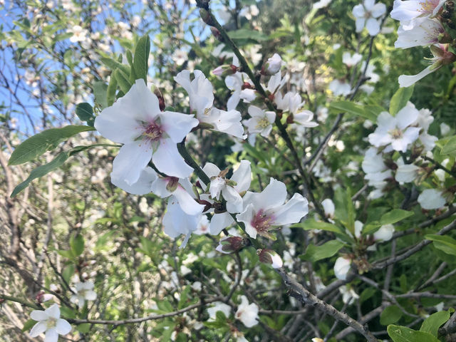 Pretty Spring Petals