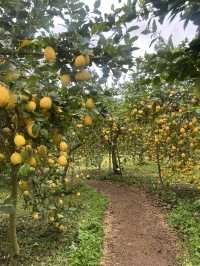 A citrus farm in Sollèr, Mallorca!🍋🍊