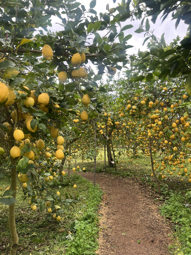 A citrus farm in Sollèr, Mallorca!🍋🍊