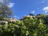 Birmingham in Bloom: A Lakeside, Parkside, and Campus Day Out