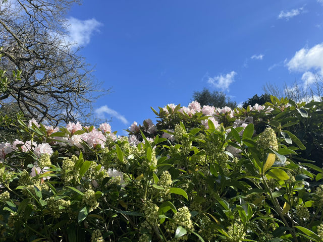 Birmingham in Bloom: A Lakeside, Parkside, and Campus Day Out