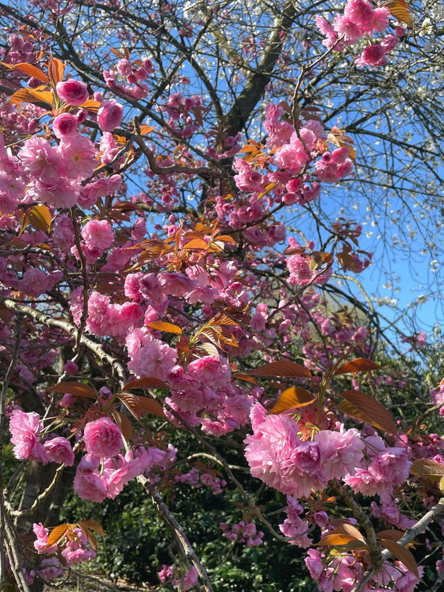🌸 Springtime Magic at Greenwich Park