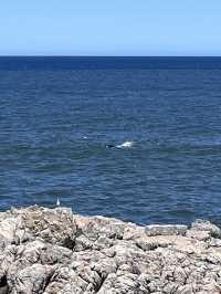 Hermanus Bay Whale Watching – Front-Row Seat to Ocean Giants 🐋