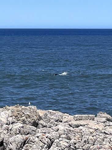 Hermanus Bay Whale Watching – Front-Row Seat to Ocean Giants 🐋