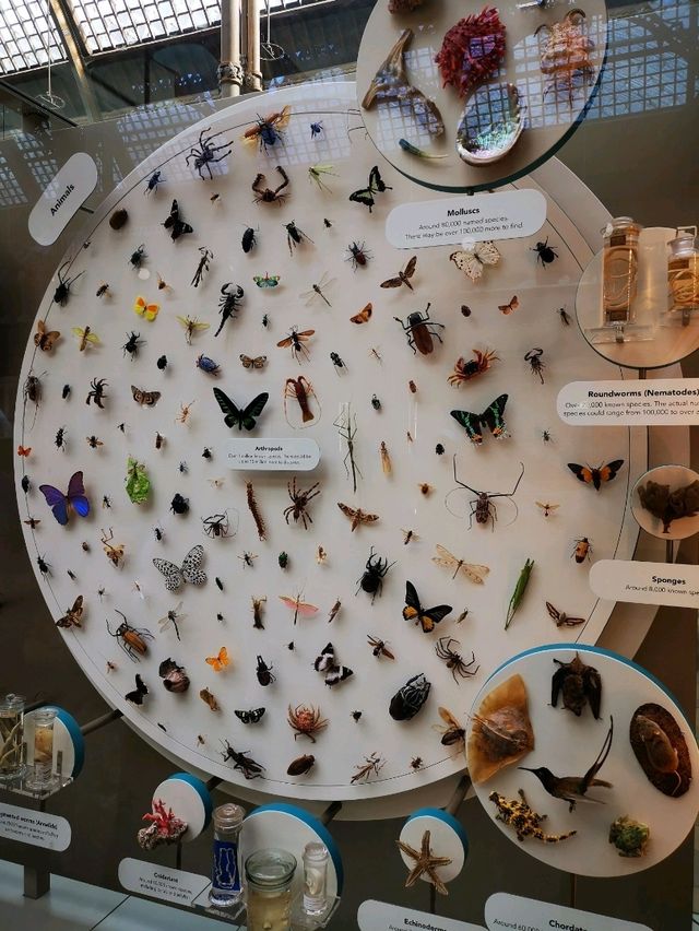 Fossils and Foundations: Discovering Oxford's Natural Wonders