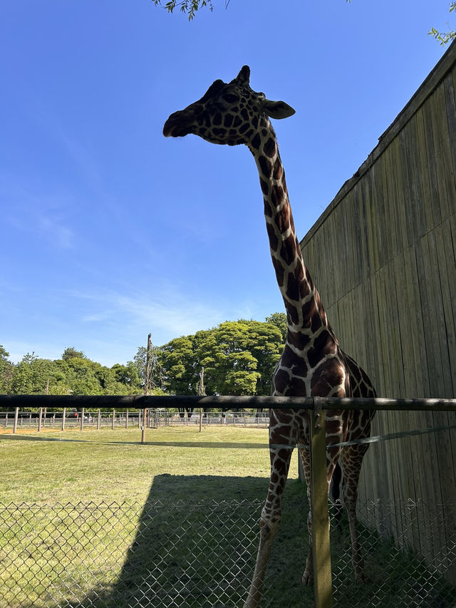 Whipsnade Zoo giraffe!