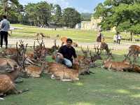 🦌 Nara’s Peaceful Charm – Deer & Temples