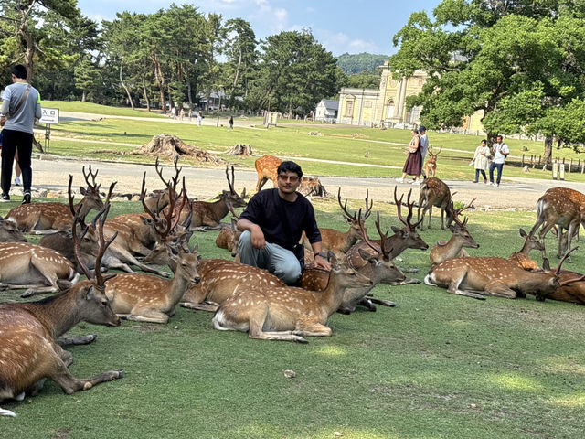 🦌 Nara’s Peaceful Charm – Deer & Temples