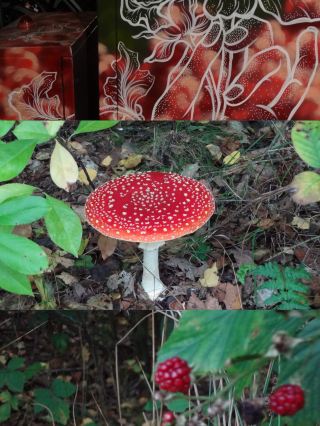 Autumn Walk in Bakkeveen – 10 km Nature Adventure🍄🍄‍🟫🍂✨