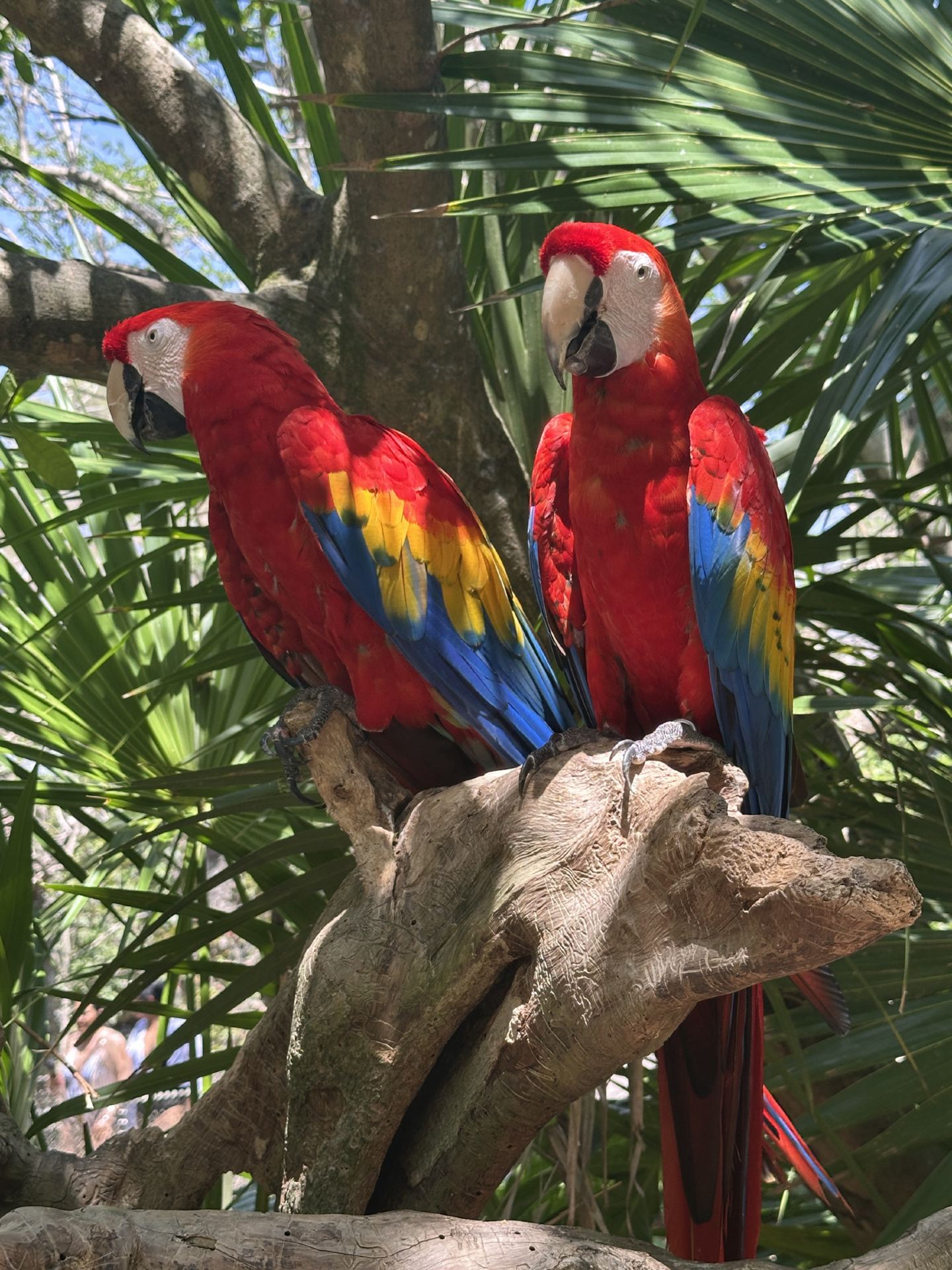 Epic Day at Xcaret Park: Macaw Releases & More! 🦜🌴