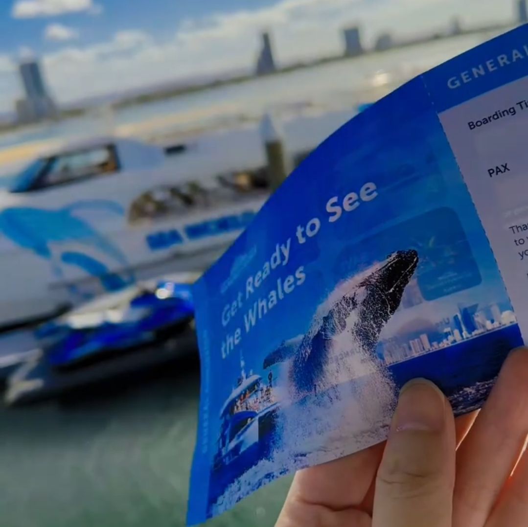 Sea World Cruises: An Unforgettable Afternoon Whale Watching in the Gold Coast.