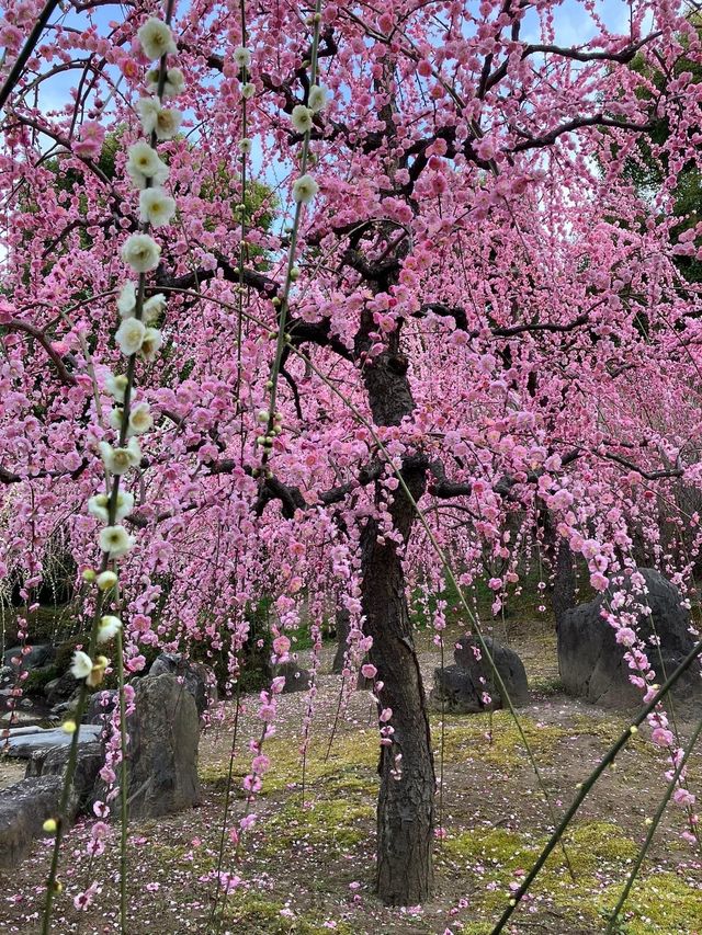 【Kyoto, Jōnan-gū, Plum Blossoms, 2023】