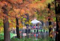 上海金山廊下郊野公園：大自然的寧靜與美景