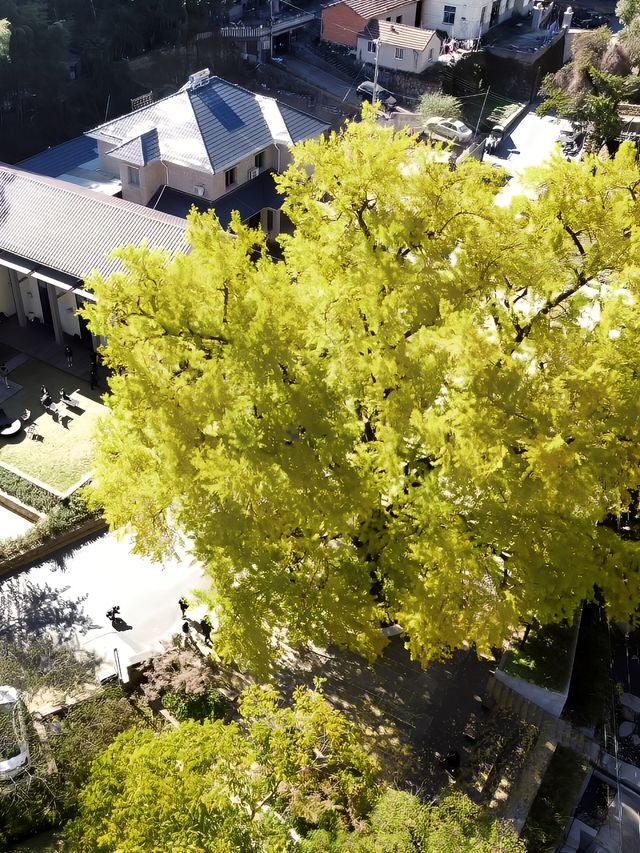 莫干山·仙潭碧坞銀杏黃了，快來拍照吧