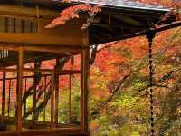 岚山秋楓