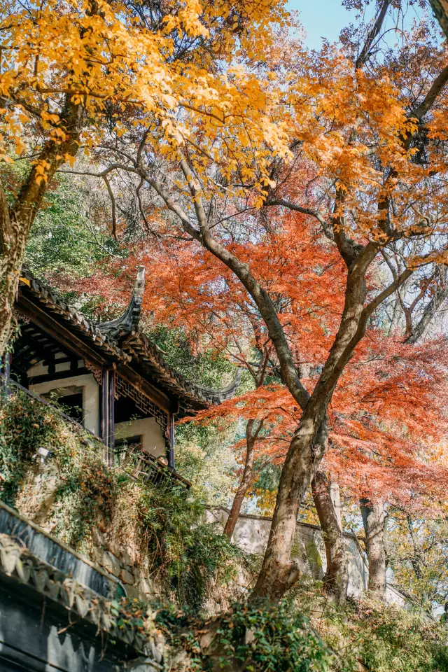 蘇東坡は私を騙していません、虎丘は本当に秋の花板を楽しむ場所です