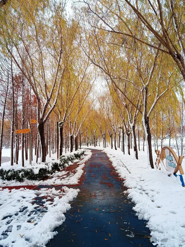 鄭州的雪如約而至，被雪景霸屏的一天