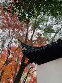 秋霞圃：一年之中，此時最紅！